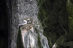 black-legged kittiwakes