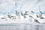 black-legged kittiwake