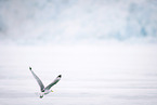 black-legged kittiwake