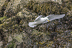 black-legged kittiwake