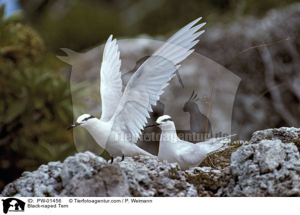 Schwarznacken-Seeschwalbe / Black-naped Tern / PW-01456