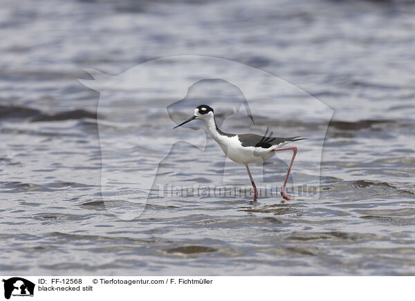 black-necked stilt / FF-12568