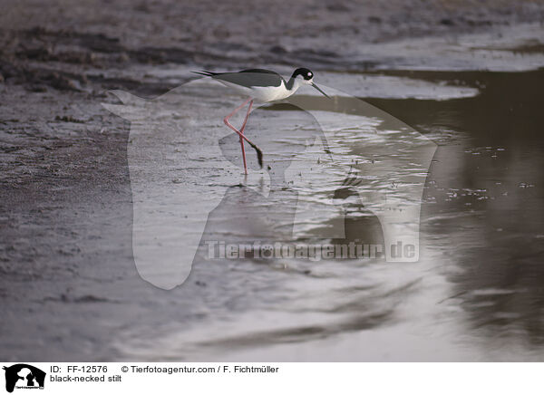 Amerikanischer Stelzenlufer / black-necked stilt / FF-12576
