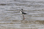 black-necked stilt