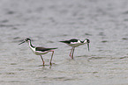 black-necked stilt