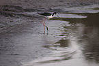 black-necked stilt