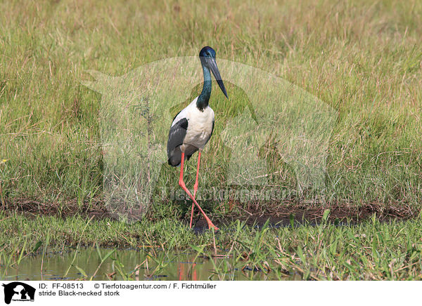 stride Black-necked stork / FF-08513