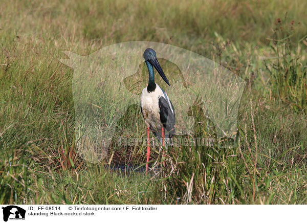 stehender Riesenstorch / standing Black-necked stork / FF-08514