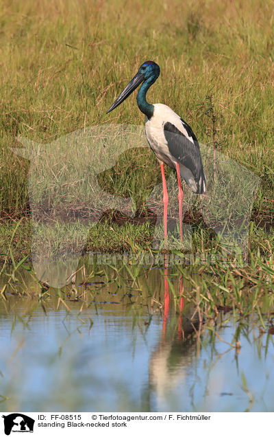 standing Black-necked stork / FF-08515