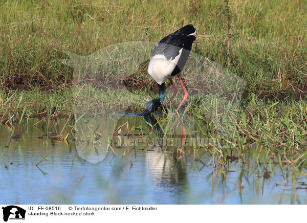 stehender Riesenstorch / standing Black-necked stork / FF-08516