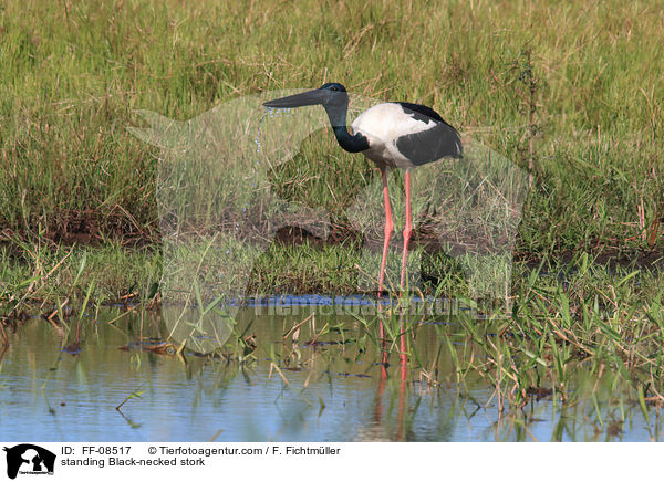 stehender Riesenstorch / standing Black-necked stork / FF-08517