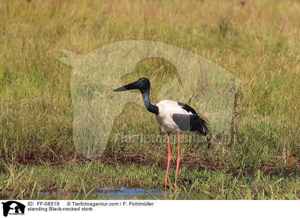 stehender Riesenstorch / standing Black-necked stork / FF-08519