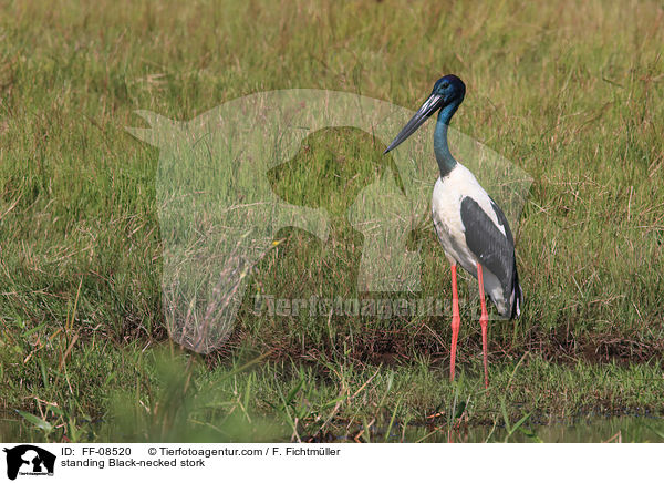 stehender Riesenstorch / standing Black-necked stork / FF-08520