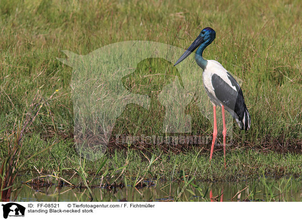 stehender Riesenstorch / standing Black-necked stork / FF-08521