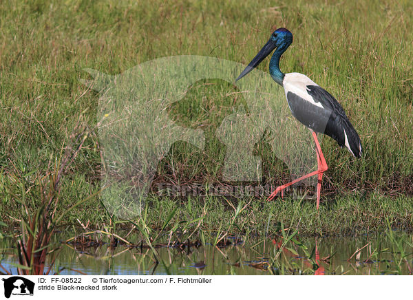 schreitender Riesenstorch / stride Black-necked stork / FF-08522