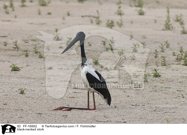 black-necked stork / FF-16662