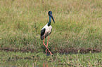 stride Black-necked stork