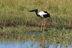 standing Black-necked stork