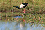 standing Black-necked stork