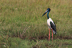 standing Black-necked stork