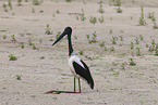black-necked stork
