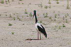 black-necked stork