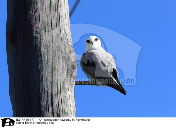 sitting Black-shouldered Kite / FF-08477