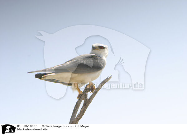 black-shouldered kite / JM-18085