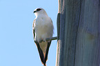 sitting Black-shouldered Kite