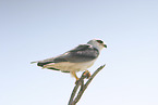 black-shouldered kite