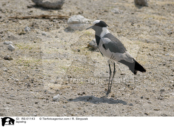 lapwing / RS-01143