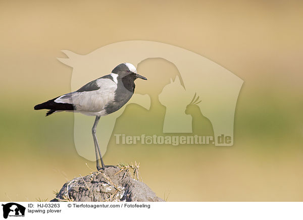 lapwing plover / HJ-03263