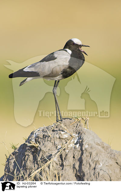lapwing plover / HJ-03264