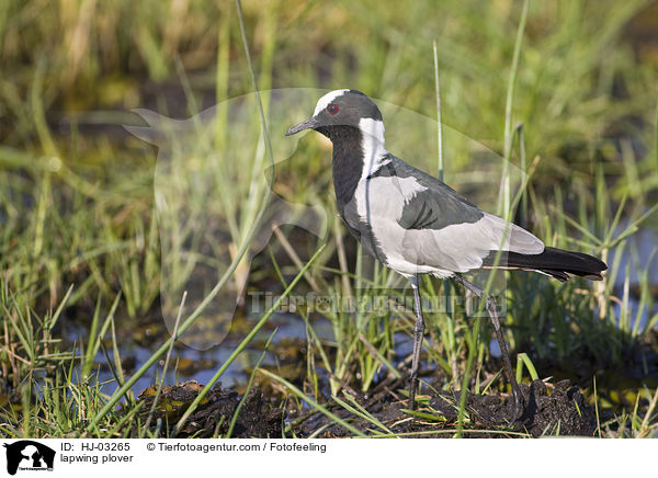 lapwing plover / HJ-03265