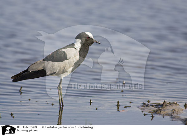 lapwing plover / HJ-03269