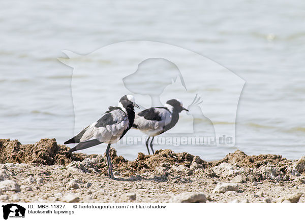 Waffenkiebitze / blacksmith lapwings / MBS-11827