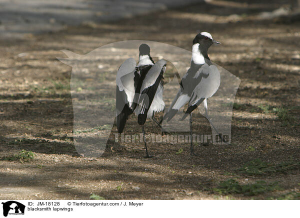 Waffenkiebitze / blacksmith lapwings / JM-18128