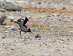 lapwing