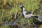 lapwing plover