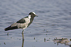 lapwing plover