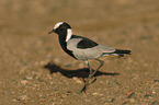 blacksmith lapwing