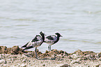 blacksmith lapwings