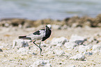 blacksmith lapwing