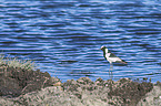 blacksmith lapwing