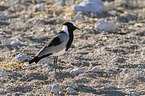 blacksmith lapwing