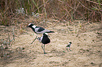 Blacksmith Lapwings