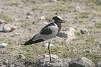 blacksmith lapwing