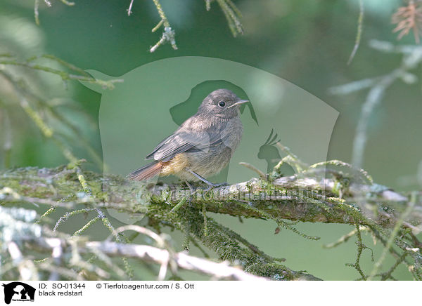 black redstart / SO-01344