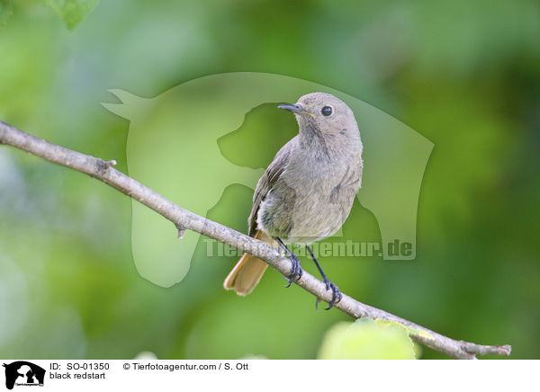 black redstart / SO-01350