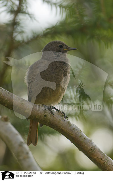 black redstart / THA-02963